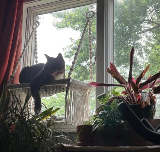 Seasonal Macramé: Cat Beds for Every Time of Year