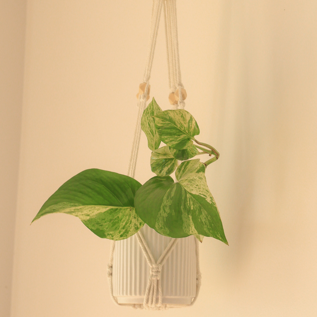 April - Macrame Plant Hanger