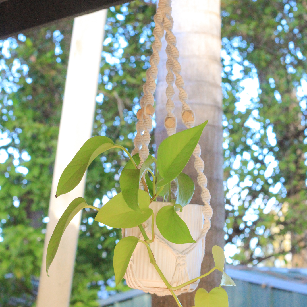 Louise - Macrame Plant hanger