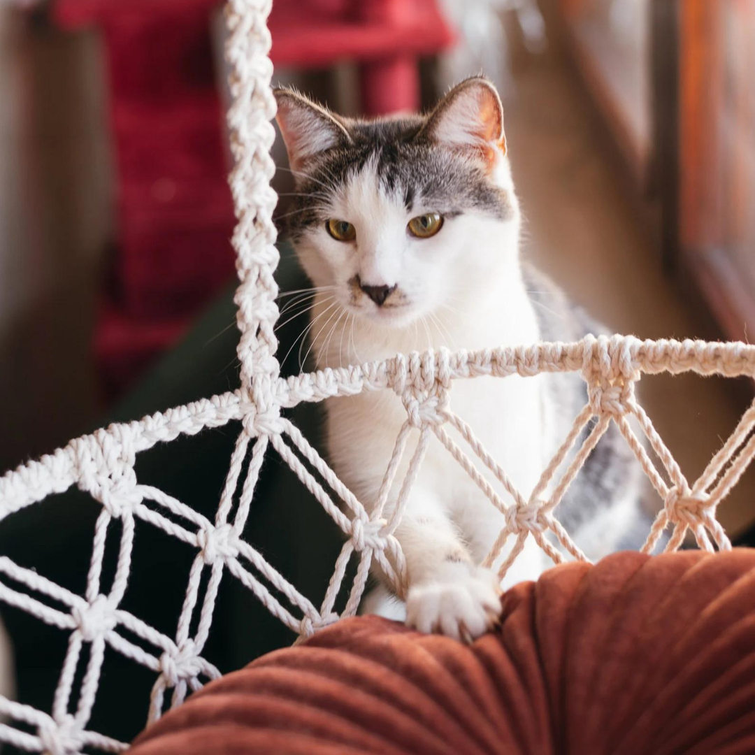 Macrame Cat Hammock Simba