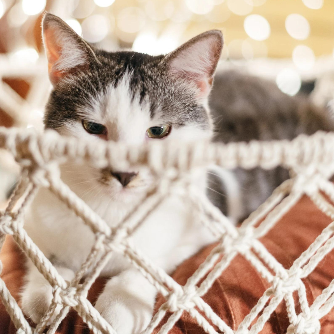 Macrame Cat Hammock Simba