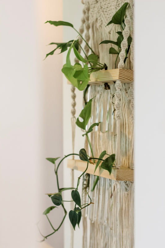  Sage & Twine, Blog post about Plant Parenthood Made Easy: Indoor Macrame Plant Hangers for Your Growing Collection