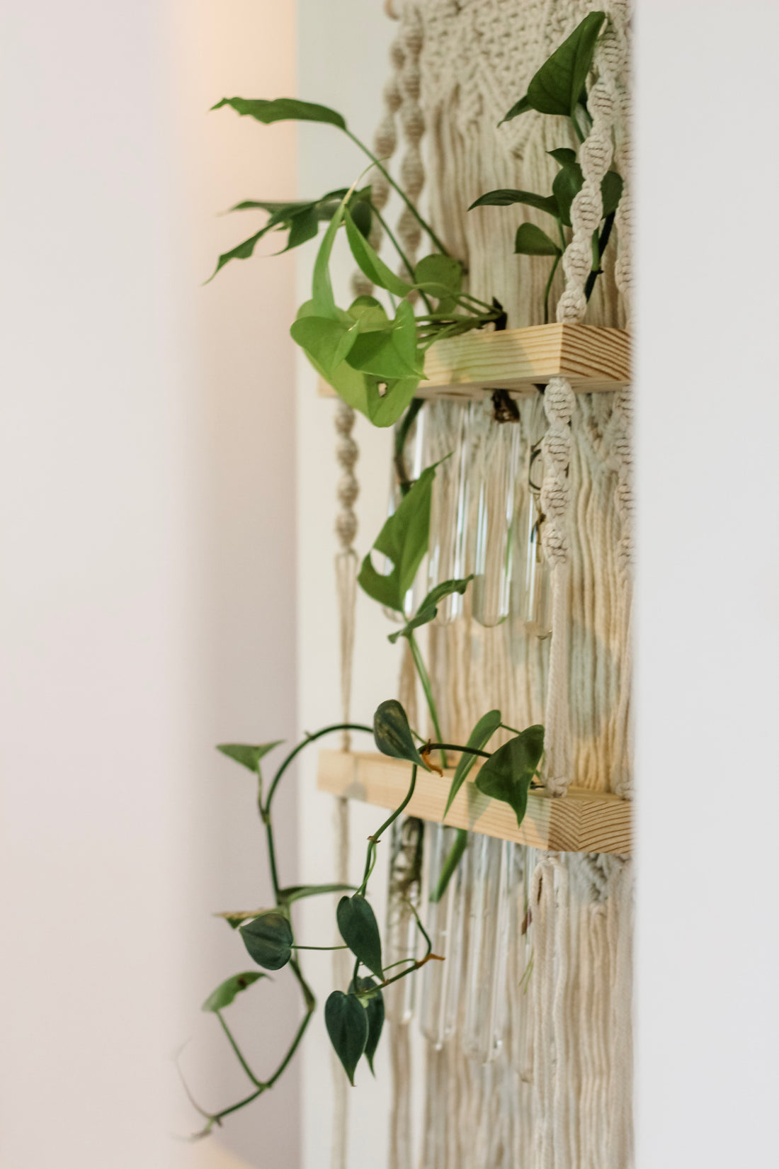 Sage & Twine, Blog post about Macrame Wall hanging Propagation station: Exploring the Best Plants to Grow in Glass Tubes!