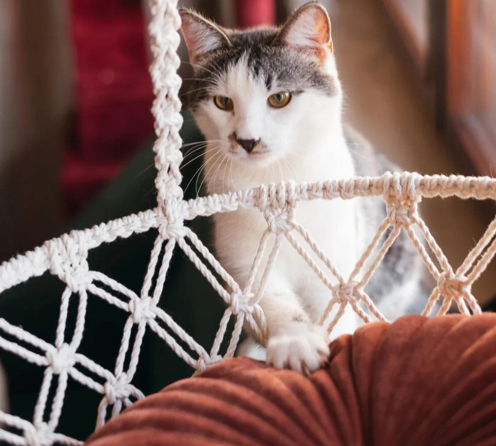 Problem Solving in Macramé: Adjusting the Tension for Cat Comfort