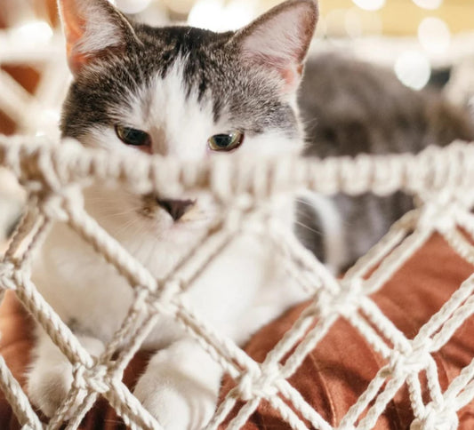 Creative Corners: Setting Up a Macramé Cat Lounge Area