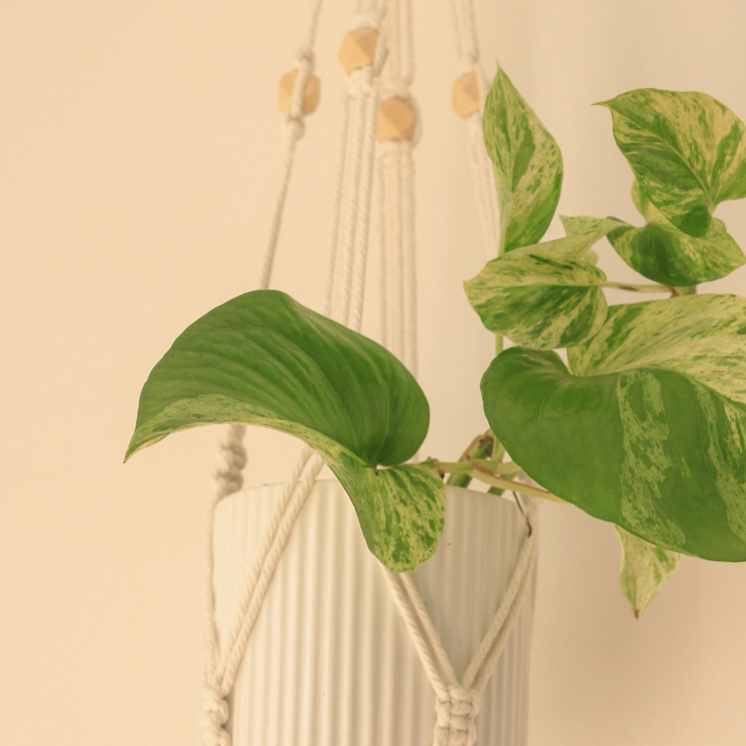 April - Macrame Plant Hanger